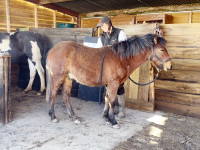 Vente de poney
